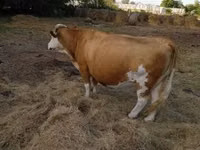 Vacă, Simmental cattle — foto 2