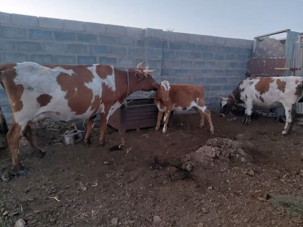 Ko, Simmental cattle — Kazakstan