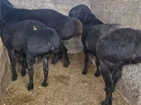 公羊, Sheep — 照片 4