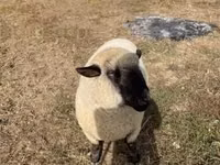 Kambing jantan, Hampshire sheep — foto 3