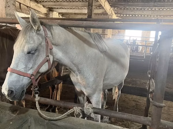 Mare, Horses — Kyrgyzstan