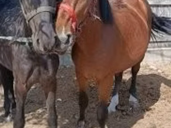 Horse (M), Horses — Hungary