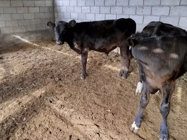 Bull, Aberdeen-Angus — Kyrgyzstan