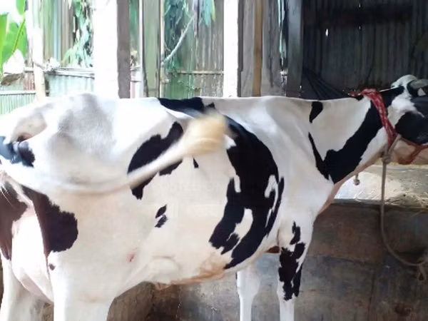 Vache, Race Holstein — Bangladesh