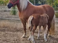 Mare, Horses — photo 4