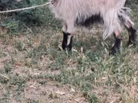 Cabra, Cabras — foto 4