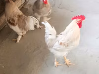 Chickens — photo 5