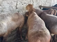Sheep (batch, sex not specified), Sheep — photo 1