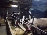 Cow, Simmental cattle — photo 2