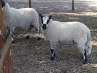 Montone, Cerry Hill sheep — foto 3