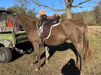 Mare, Rocky Mountain Horse — photo 5