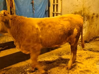 Cow, Simmental cattle — photo 1