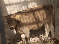 Cow, Swiss cattle — photo 3
