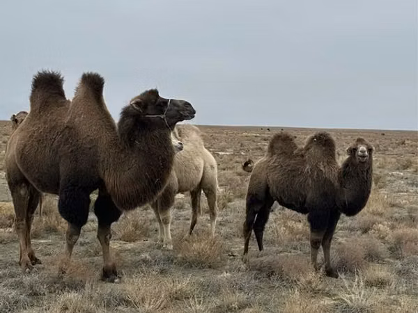Cămile (lot, sex nespecificat), Kazakh Bactrian camel