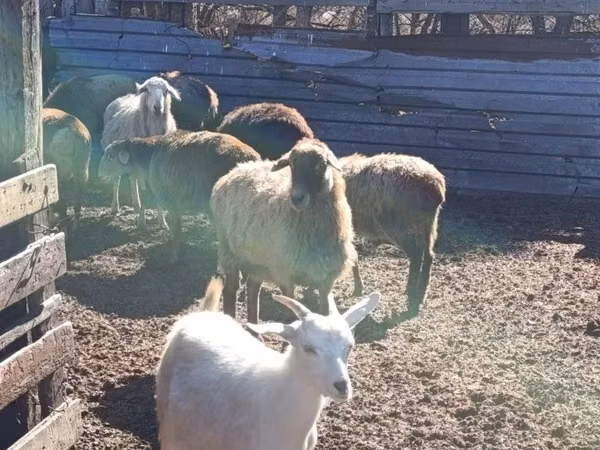 Sheep, Sheep — Kazakhstan