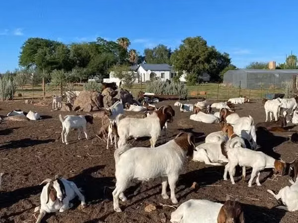 Бузҳо (партия, ҷинс муайян нашудааст), Boer goat
