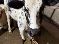 Կով, Russian Black pied cattle — լուսանկար 5