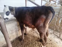 Bull, Swiss cattle — photo 1