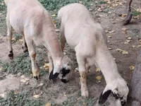 公羊, Sheep — 照片 5