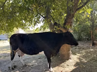 母牛, Holstein breed — 照片 4