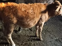 Krava, Swiss cattle — fotografija 3