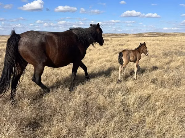 Mare, Horses — Kazakhstan