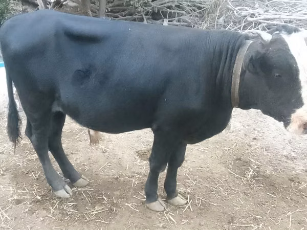 Bull, Cattle — Uzbekistan