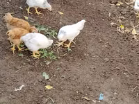 Chickens — รูปภาพ 4