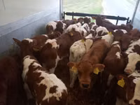 Bull, Simmental cattle — photo 2