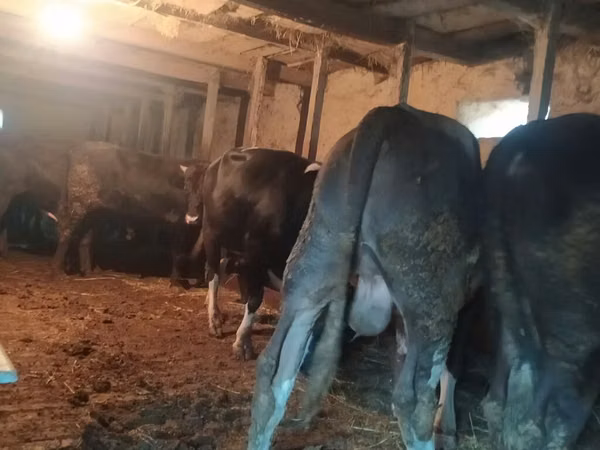 Cow, Holstein breed — Azerbaijan