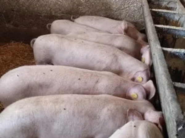 Doofaar lab, Pigs
