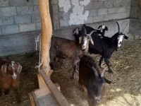 عنزة, Alpine goat — الصورة 4