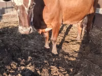 Cow, Kalmyk breed — photo 3