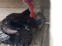 Turkeys — ছবি 1