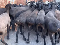 Ram, Blackheaded Persian sheep — photo 1
