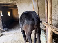 গাভী, গরু — ছবি 3