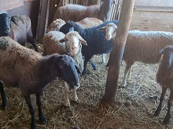 Sheep, Sheep — Kazakhstan