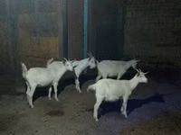 Geit, Saanen goat — foto 2