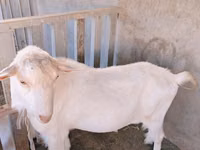 بز نر, Saanen goat — عکس 1