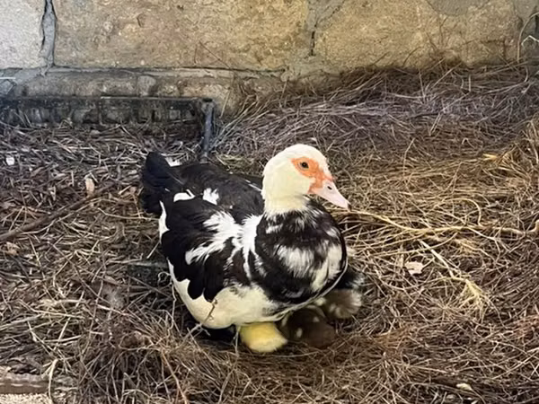 Ducks