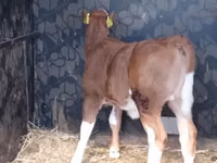 Skot (série, pohlaví neuvedeno), Simmental cattle — foto 1