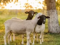 Ovan, Dorper sheep — fotografija 2