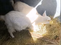 母山羊, Goats — 照片 2