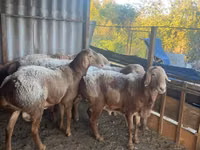Ram, Arashan sheep — photo 7