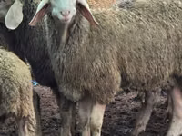 Sheep, Sheep — photo 2