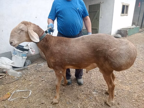 Ram, Arashan sheep — Kazakhstan