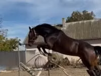 اسب نر, Hanoverian — عکس 7