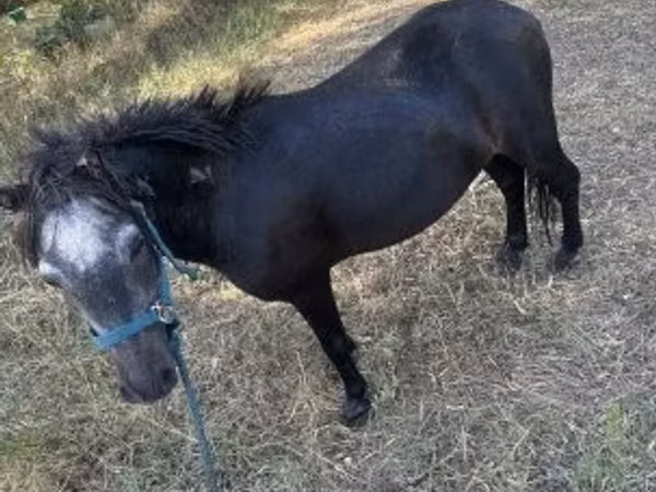 Horse (M), Horses — Hungary