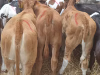 सांड, Simmental cattle — फ़ोटो 5