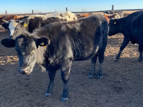 Bovinos (lote, sexo não especificado), Cabeça Branca Ucraniana